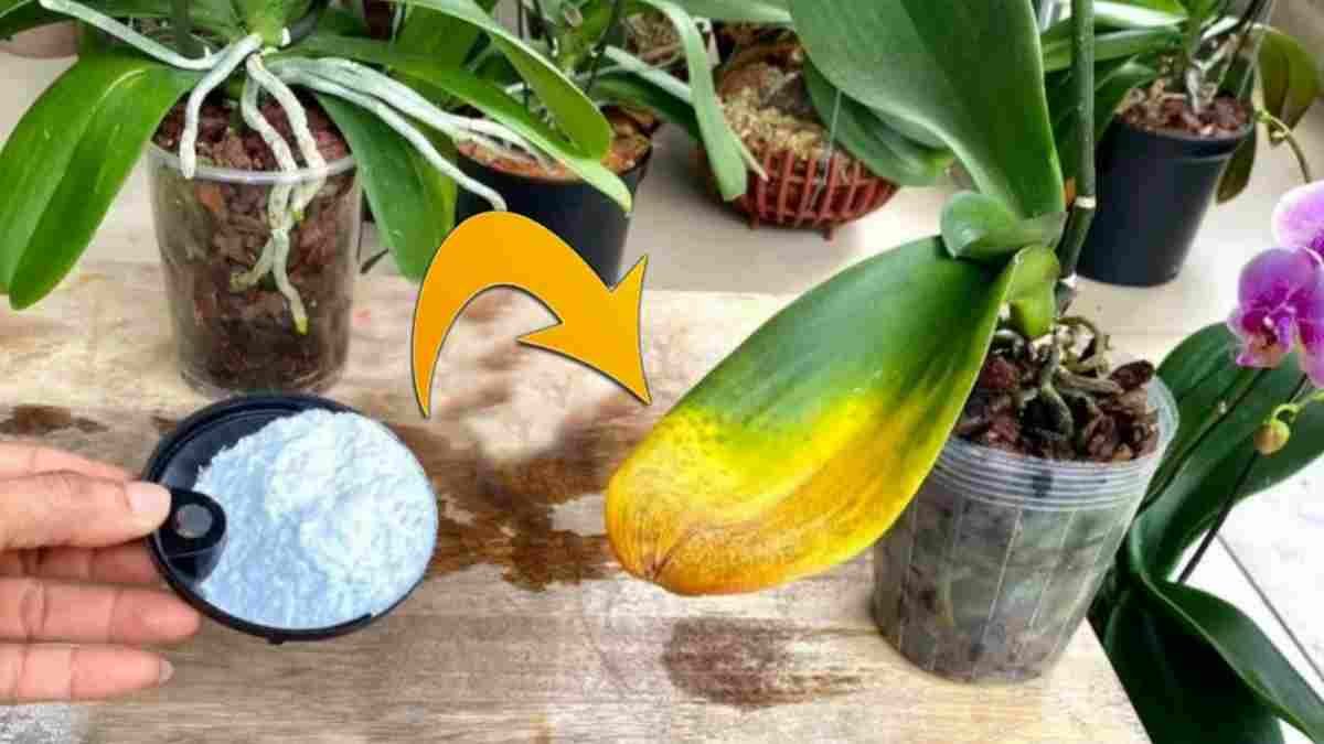 Proč přidávat jedlou sodu k pokojovým rostlinám a co s nimi dělá