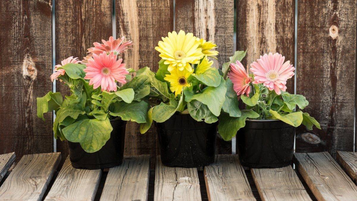 Rostlina, která může kvést téměř po celý rok a hodí se pro pěstování v květináči