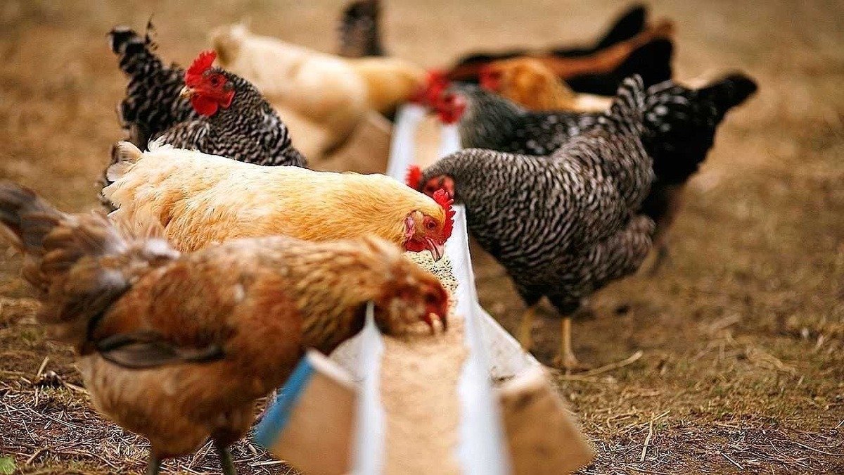 Slepice snášejí i v zimě proč jim dávat droždí a jak na to v českých podmínkách