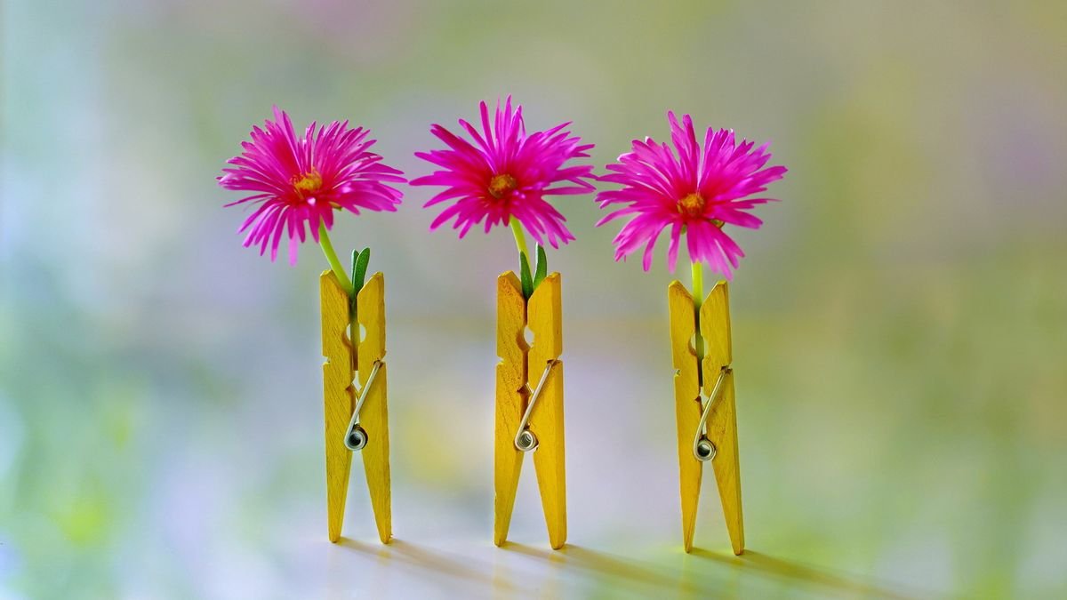 Staří zahrádkáři na něj mysleli před každou zimou: malý kolíček na prádlo, který všechno změní, když udeří mráz