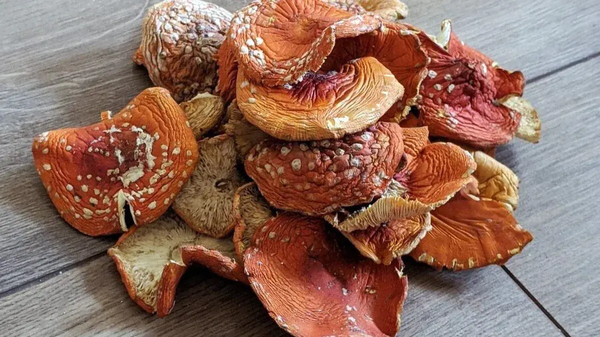 Sušené houby je potřeba vařit přesně tak dlouho, jak si žádá česká kuchyně