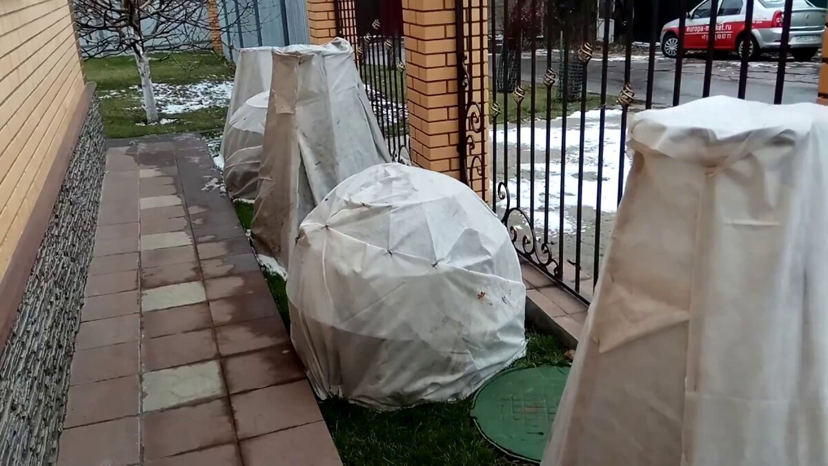 Staří zahrádkáři na něj mysleli před každou zimou: malý kolíček na prádlo, který všechno změní, když udeří mráz