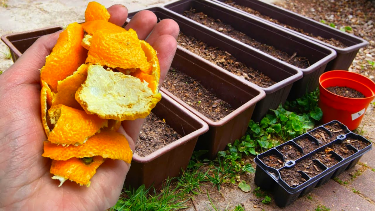 Pomerančová kůra na zahradě: jednoduchý trik proti nechtěným „hostům“