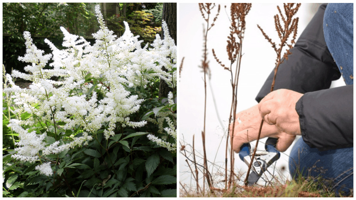 Které rostliny se v prosinci vyplatí vždy prořezat zahradníci vybrali 10 základních