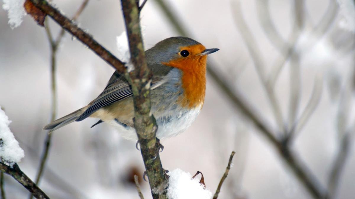 Zasaďte teď jednu cibuli a červenky budou váš zahradní kout navštěvovat po celý rok