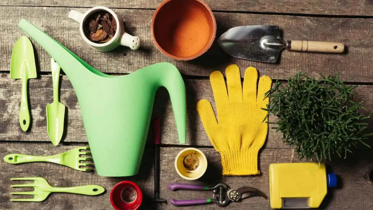 Můžete zdvojnásobit počet květů lopatkovce pomocí jednoduchého řezu – zde je návod, jak na to