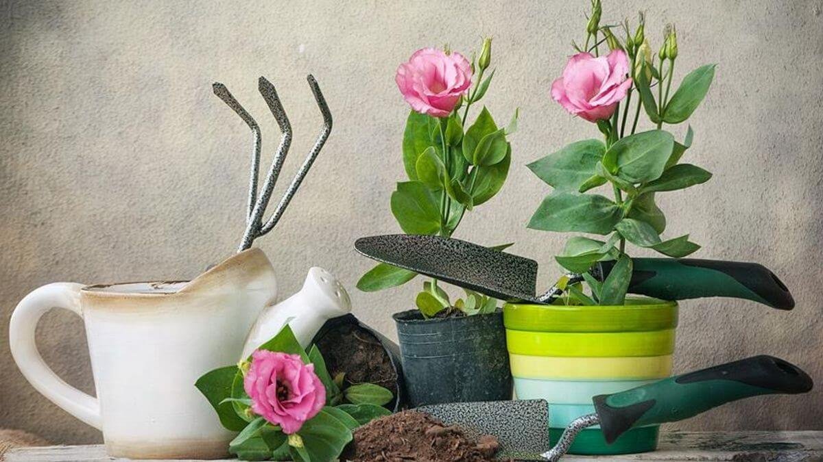 15 květin, které v Česku vysévám v lednu Vejde se to do dvou květináčů a do května mám celou plantáž bohatě kvetoucích keřů