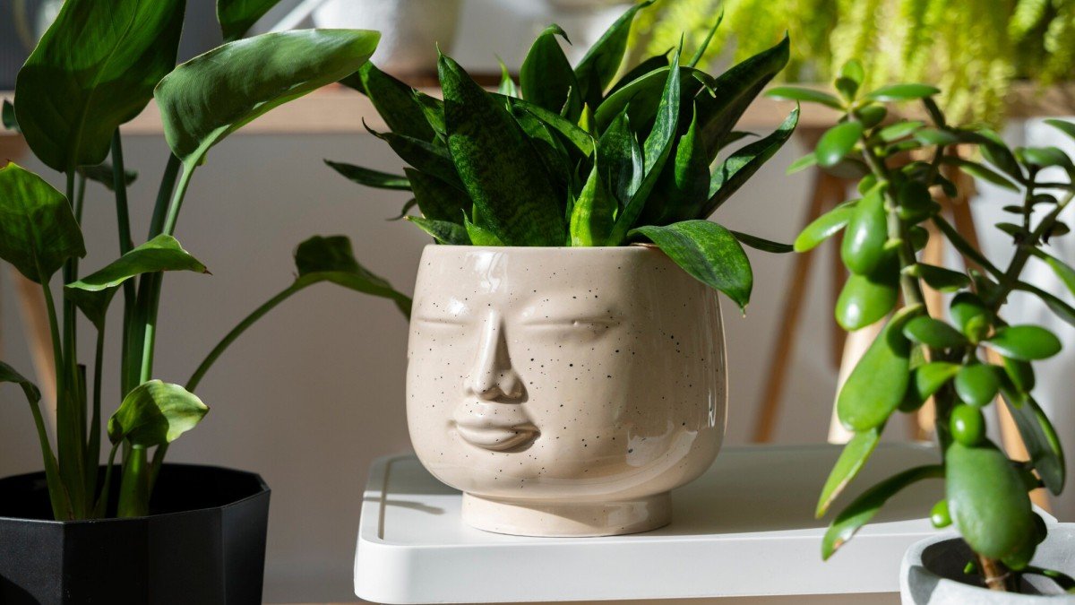 2 druhy rostlin, které stojí za to vysadit před vchod do domu v novém roce: „přitahují“ hojnost a mohou sloužit jako domácí pomoc pro celou rodinu