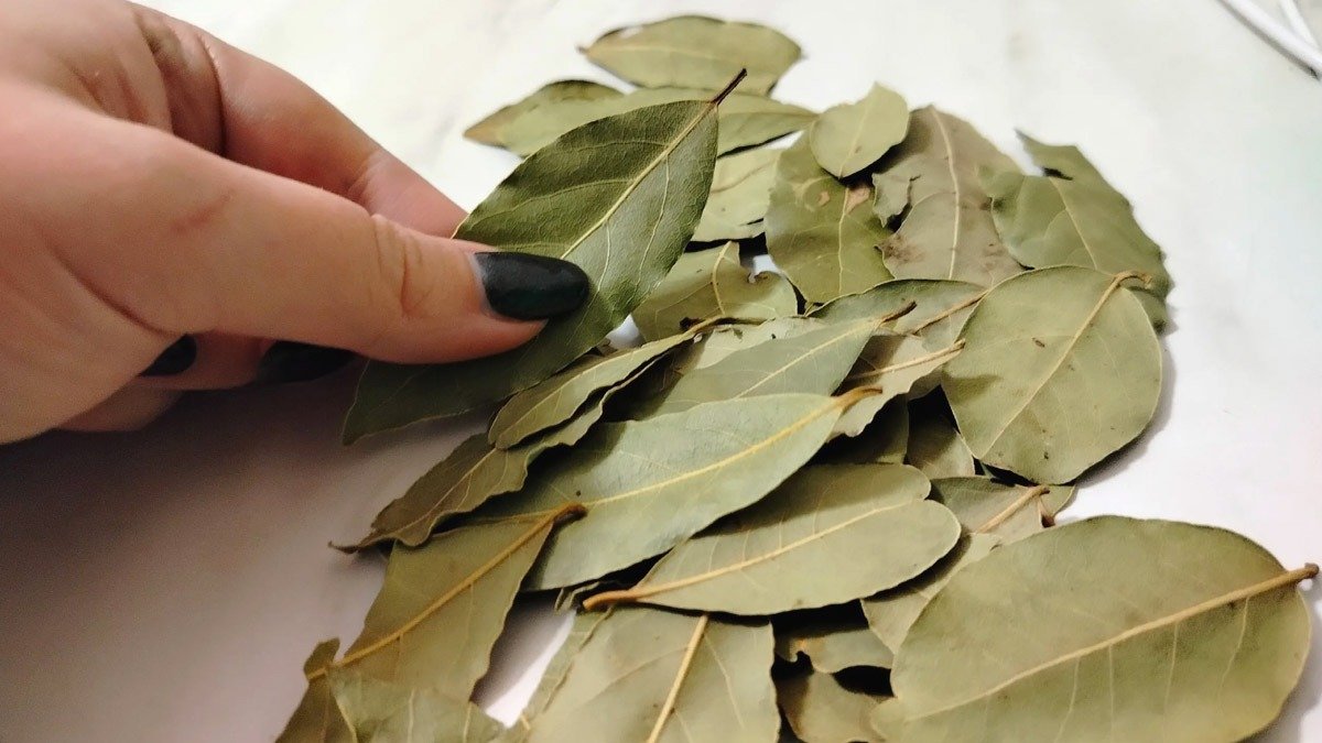 Dejte vavřínové listy přes noc pod koberec. Ráno si poděkujete