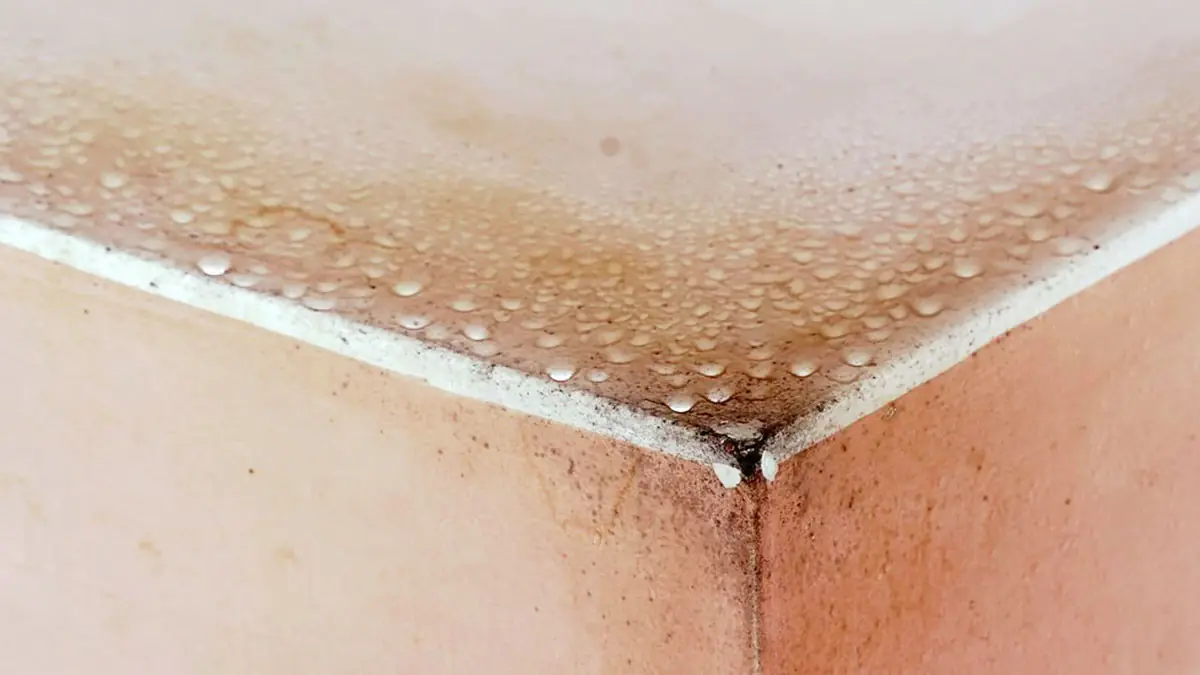 Jak se zbavit stříbrných rybiček v koupelně - jednoduchý plán, který funguje