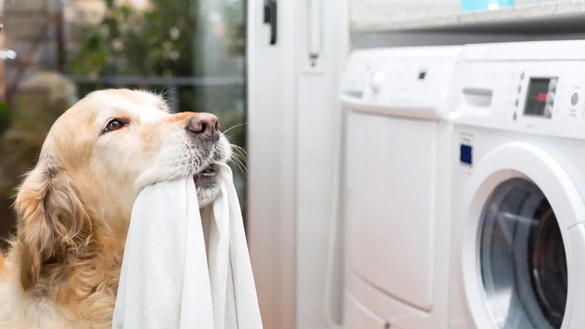 Psí chlupy na oblečení: jednoduchý trik při praní odstraní zvířecí srst