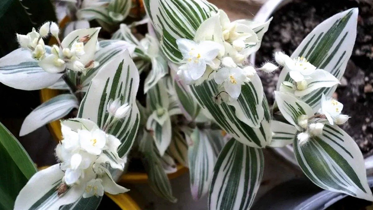 Mini džungle za pár korun: leden je ideální měsíc pro množení těchto pokojových rostlin 