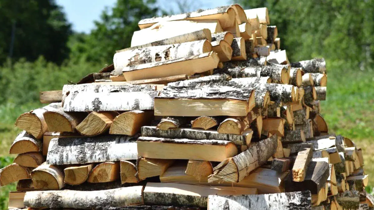 Tyto druhy palivového dřeva jsou problematické: ukážeme vám lepší řešení