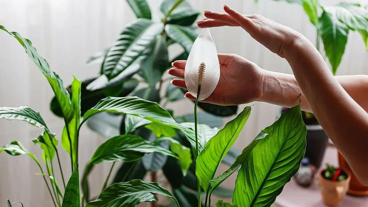 Můžete zdvojnásobit počet květů lopatkovce pomocí jednoduchého řezu – zde je návod, jak na to