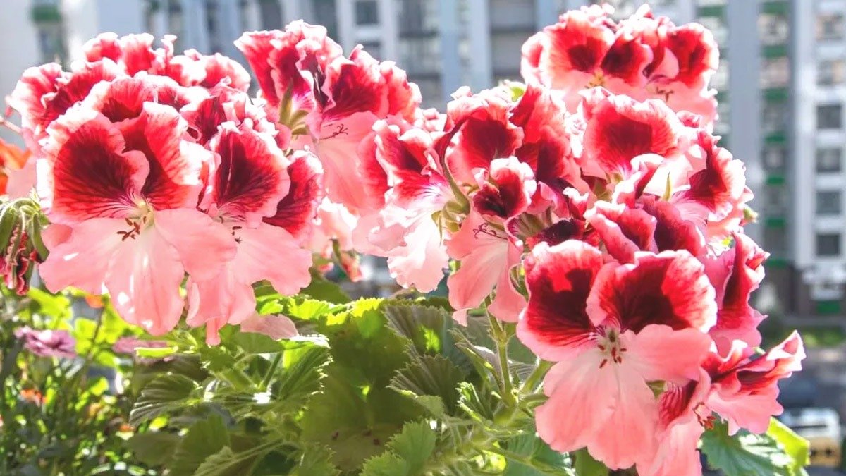 1 lžíce na litr – a muškát bude nekontrolovatelně kvést