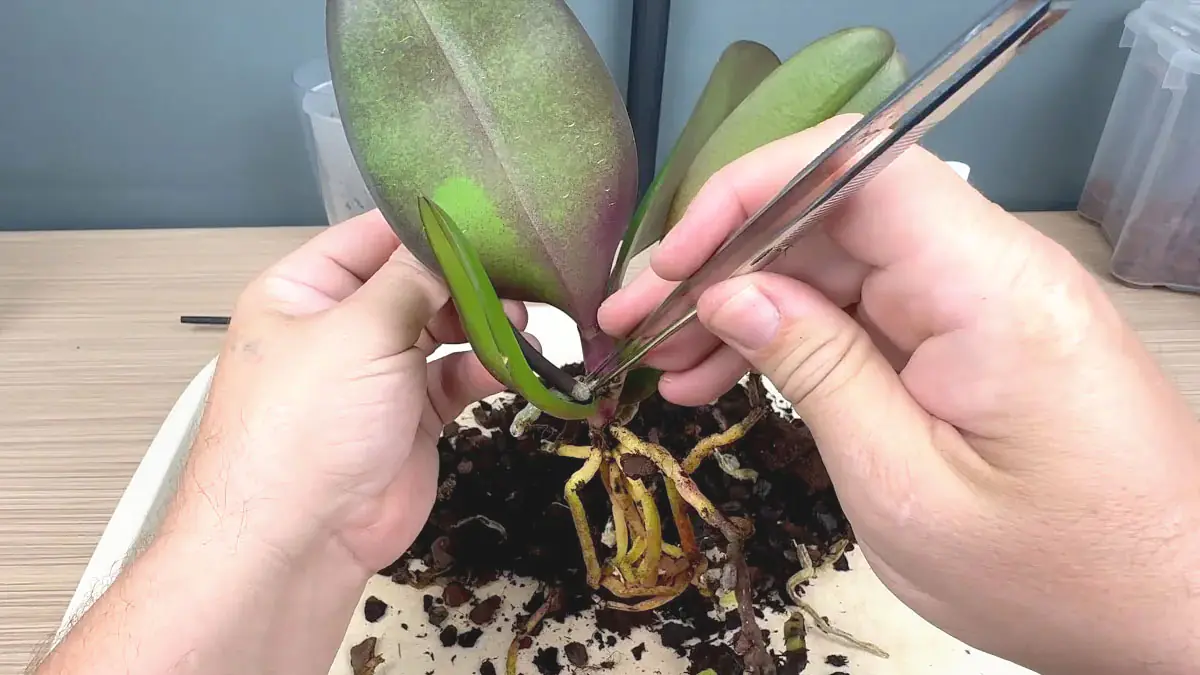 Přidat několik kapek citronu do zálivky orchidejí: dobrý nebo špatný nápad?