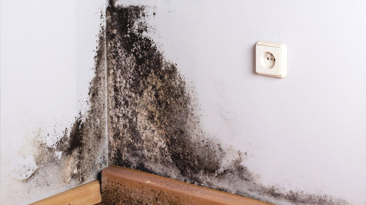 Plíseň v rozích vnějších stěn? Příčiny a řešení