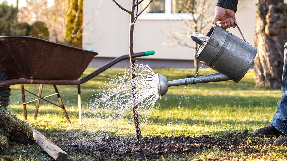 <h1>Častá chyba brání polovině ovocných stromů dobře přezimovat</h1> <p>Častá chyba v ovocnářství výrazně ovlivňuje produkci ovocných stromů. Nedostatečná péče, včetně nedostatku vody a výživy, často vede ke zmeškaným úrodám.</p> <p>Zásadní faktory, jako je řez, potlačování škůdců a chorob, a kvalita půdy, hrají důležitou roli pro zdraví stromů. Sezónní klimatické vlivy situaci dále komplikují.</p> <p>S větším povědomím a vzděláním však pěstitelé mohou své sklizně zlepšit a problémům předcházet.</p><h2>Časté chyby v pěstování ovoce</h2> <p>Častá chyba, které se zahrádkáři dopouštějí, má značný vliv na produkci ovocných stromů. Často je ovocným stromům věnována nedostatečná péče, což vede ke ztrátám na úrodě.</p> <p>Tento problém se týká jak hobby zahrádkářů, tak i komerčních pěstitelů v Česku. Je klíčové věnovat náležitou pozornost potřebám každého stromu, abychom zajistili jeho optimální plodnost.</p><h2>Nedostatek vody a výživy</h2> <p>Zásadním faktorem ovlivňujícím růst a výnos ovocných stromů je nedostatek vody a živin. Ovocné stromy mají specifické nároky na vodu, a to zejména v obdobích sucha, která v České republice v posledních letech nejsou výjimkou.</p> <p>Bez dostatečné hydratace mohou stromy stagnovat v růstu a plodit méně ovoce. Kromě toho je nezbytná i výživa; stromy potřebují různé živiny, aby zůstaly zdravé a produkovaly plody.</p> <p>Doporučuje se pravidelně kontrolovat půdu na obsah živin a v případě potřeby hnojit.</p><h2>Řez pro zdravý růst</h2> <p>Řez je další zásadní aspekt pěstování ovoce, který je často přehlížen. Správný řez nejen podporuje zdravý růst stromů, ale také napomáhá cirkulaci vzduchu a pronikání světla.</p> <p>To jsou klíčové prvky pro optimální kvetení a nasazování plodů. Zahrádkáři by měli mít na paměti, že každý typ ovocného stromu (jako jsou jabloně, hrušně, švestky nebo třešně pěstované v českých zahradách) má své vlastní požadavky na řez.</p> <p>Dobře načasovaný řez může výnos výrazně zvýšit.</p><h2>Jak zvládat škůdce a choroby</h2> <p>Snížení výnosů je často způsobeno škůdci a chorobami, které nejsou včas rozpoznány. Je nezbytné pravidelně kontrolovat stromy na známky škůdců nebo onemocnění, jako jsou mšice, obaleči nebo strupovitost.</p> <p>Včasné odhalení a okamžitý zásah mohou pomoci omezit škody a zajistit zdraví stromů. Použití šetrných metod ochrany, jako jsou lepové pásy nebo vhodné postřiky dostupné v českých obchodech, může prospět jak zdraví stromu, tak životnímu prostředí.</p><h2>Kvalita a struktura půdy</h2> <p>Kvalita a struktura půdy hrají zásadní roli pro zdraví ovocných stromů. Dobrá struktura půdy podporuje růst kořenů a příjem vody a živin.</p> <p>Je důležité věnovat pozornost složení půdy a v případě potřeby ji upravit, abychom vytvořili optimální prostředí pro růst stromů.</p> <p>Pravidelné testy půdy, které lze provést například prostřednictvím agroporadenství v ČR, mohou poskytnout cenný vhled do potřebných úprav, jako je vápnění nebo dodání organické hmoty.</p><h2>Vliv klimatických faktorů na úrodu</h2> <p>Sezónní klimatické faktory také ovlivňují kvalitu a množství sklizně. Nepředvídatelné povětrnostní podmínky, jako jsou pozdní jarní mrazíky, kroupy nebo vlny veder, mohou mít negativní dopad na cyklus kvetení a tvorbu plodů.</p> <p>Povědomí o místních povětrnostních podmínkách typických pro české podnebí může zahrádkářům pomoci vyvinout lepší strategie pro ochranu svých stromů a přípravu na tyto vlivy, například použitím netkané textilie.</p><h2>Nutnost včasných zásahů</h2> <p>Včasný zásah je klíčový k předcházení mnoha problémům, které ovocné stromy mohou postihnout. Tím, že pěstitelé budou v péči o stromy proaktivní, mohou optimalizovat svůj výnos a předejít ztrátám.</p> <p>Zavedení pravidelné údržbové a kontrolní rutiny může pomoci včas odhalit počáteční příznaky problémů, což vede k lepší péči o stromy po celý rok.</p><h2>Vzdělání zlepšuje výsledky v ovocnářství</h2> <p>Vzdělávání v oblasti pěstování ovoce je pro zlepšení výsledků zásadní. Sdílení znalostí a zkušeností mezi pěstiteli může vést k lepším technikám a efektivnějším radám.</p> <p>Workshopy a kurzy pořádané například Českým zahrádkářským svazem nebo místními zemědělskými školami mohou být cennou investicí pro jak pro zkušené, tak pro nové pěstitele a mohou pomoci podpořit úspěšnější a udržitelnější ovocnářství v českých podmínkách.</p>