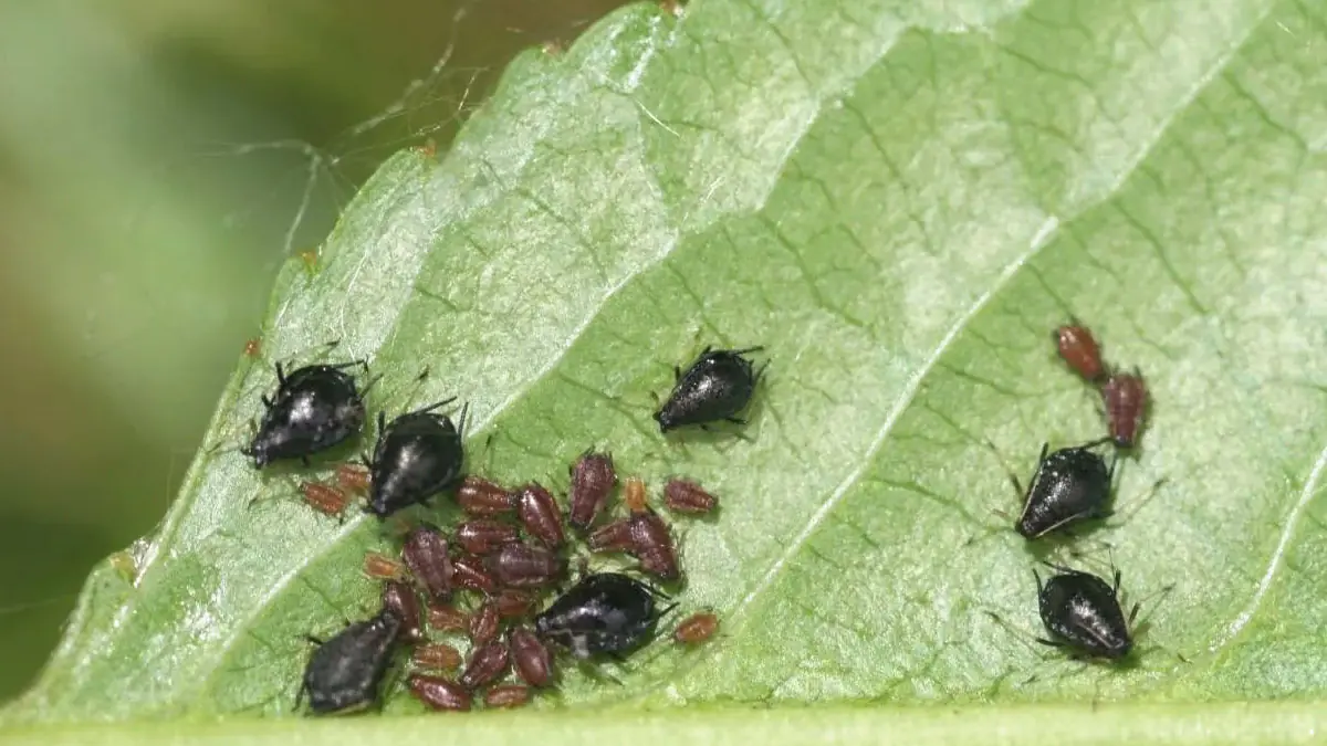 Máte to v pokoji? Je to skutečný magnet na štěnice