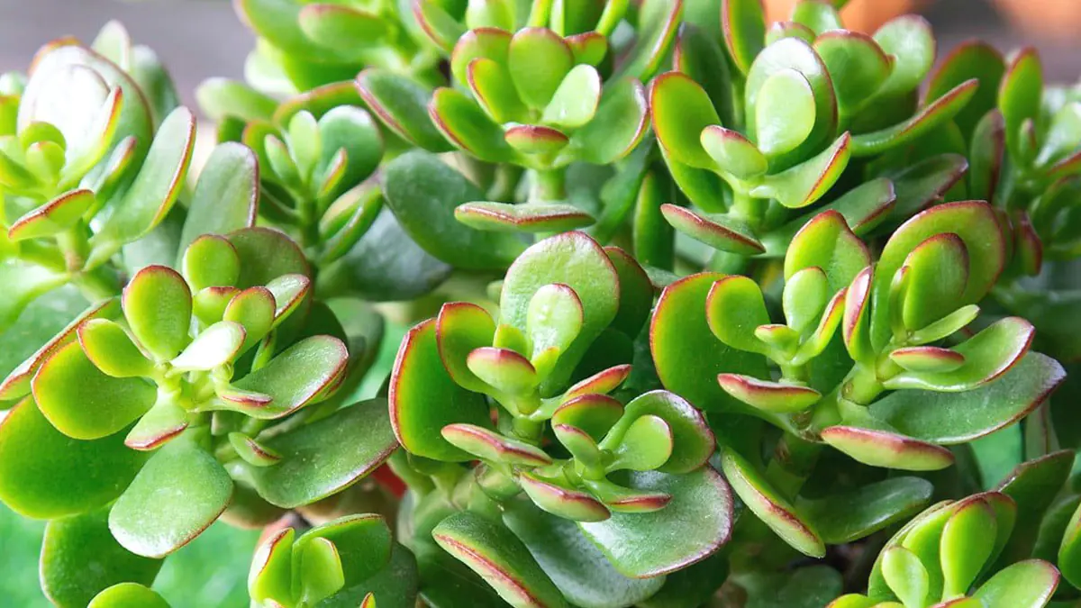 Proč peněžní strom umírá: zahradníci identifikovali chyby v péči o rostliny