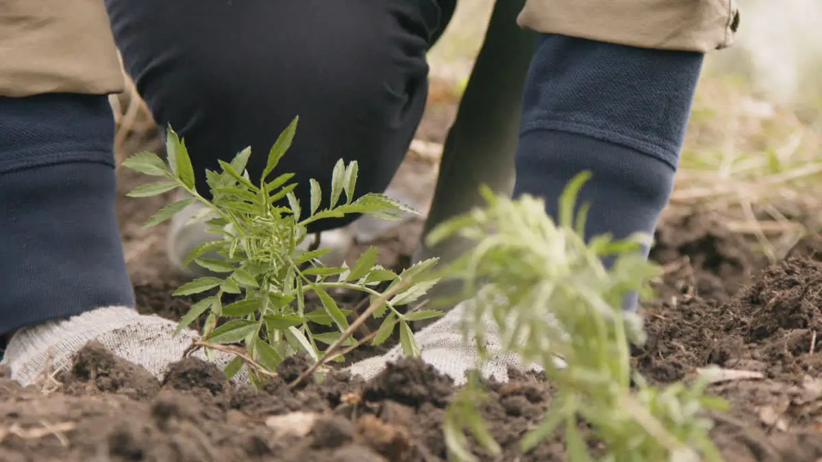 Nevyhazujte vaječné skořápky a banánové slupky: jak připravit „černé zlato“ pro sazenice na parapetu