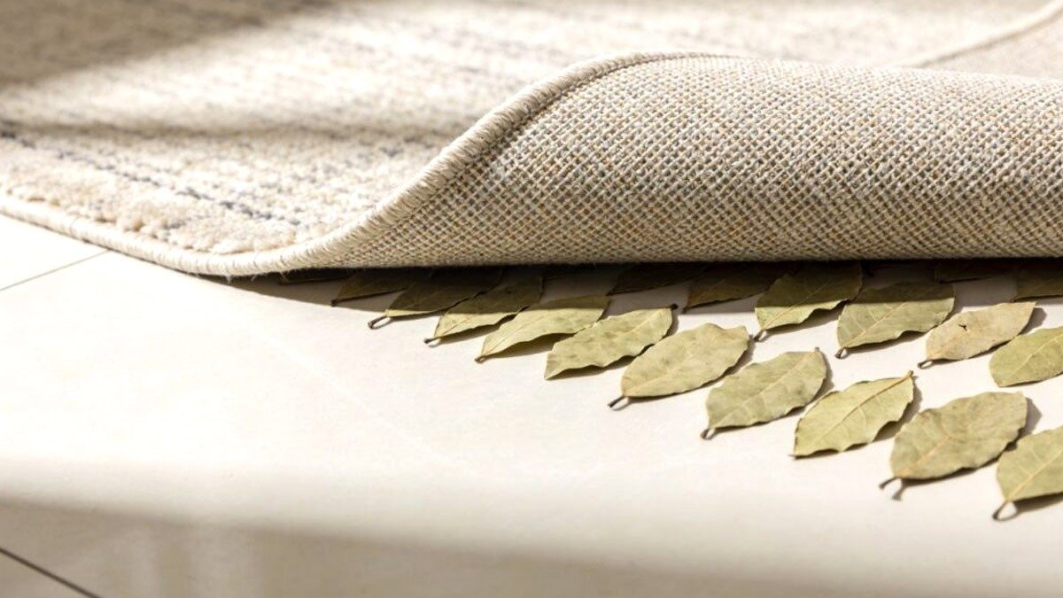 Dejte vavřínové listy přes noc pod koberec. Ráno si poděkujete