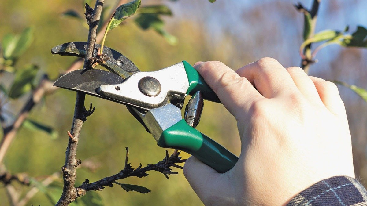 Častá chyba brání polovině ovocných stromů dobře přezimovat