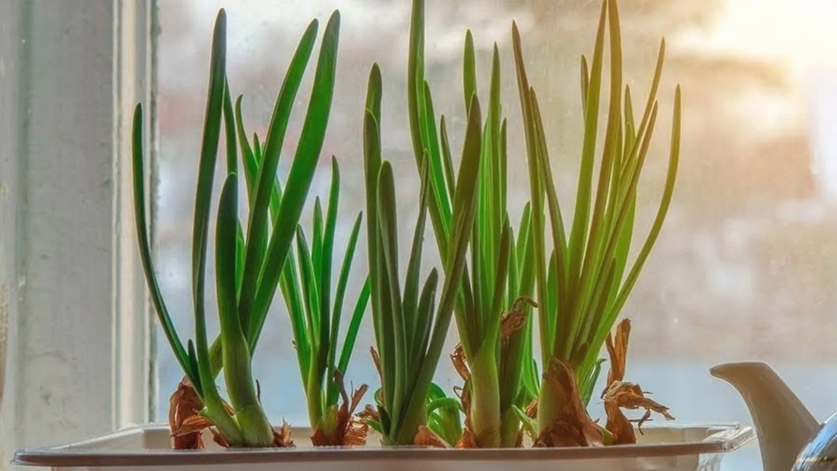 Jak pěstovat jarní cibulku doma a užívat si ji po celý rok