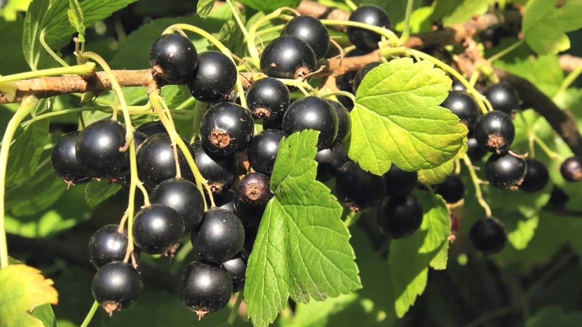 Obsahuje čtyřikrát více vitamínu C než citrony. Je neuvěřitelně zdravý, ale Češi ho jedí jen zřídka