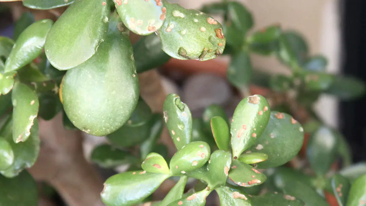 Proč peněžní strom umírá: zahradníci identifikovali chyby v péči o rostliny