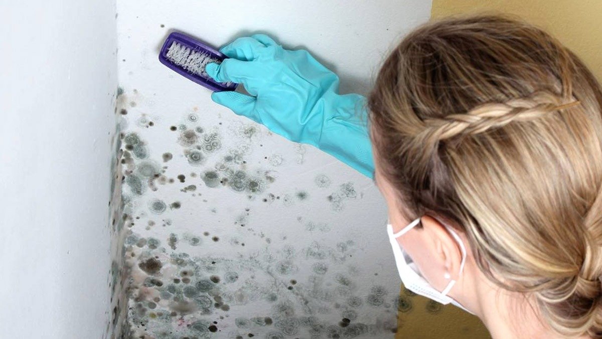 Plíseň v rozích vnějších stěn? Příčiny a řešení