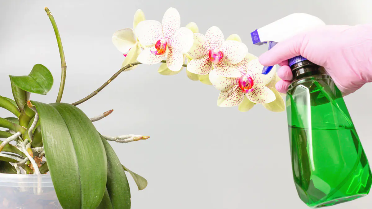Přidat několik kapek citronu do zálivky orchidejí: dobrý nebo špatný nápad?