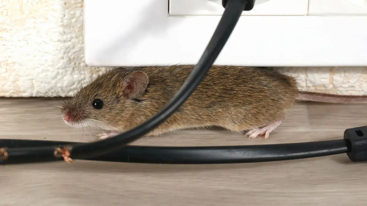 Recept na odpuzování myší octem smíchaným s „běžnými přísadami“, které myši nenávidí a bojí se přiblížit