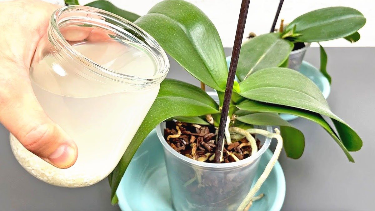 Stále vyhazujete tenhle kuchyňský odpad? Přidávejte ho jednou měsíčně a vaše orchideje se obalí květy