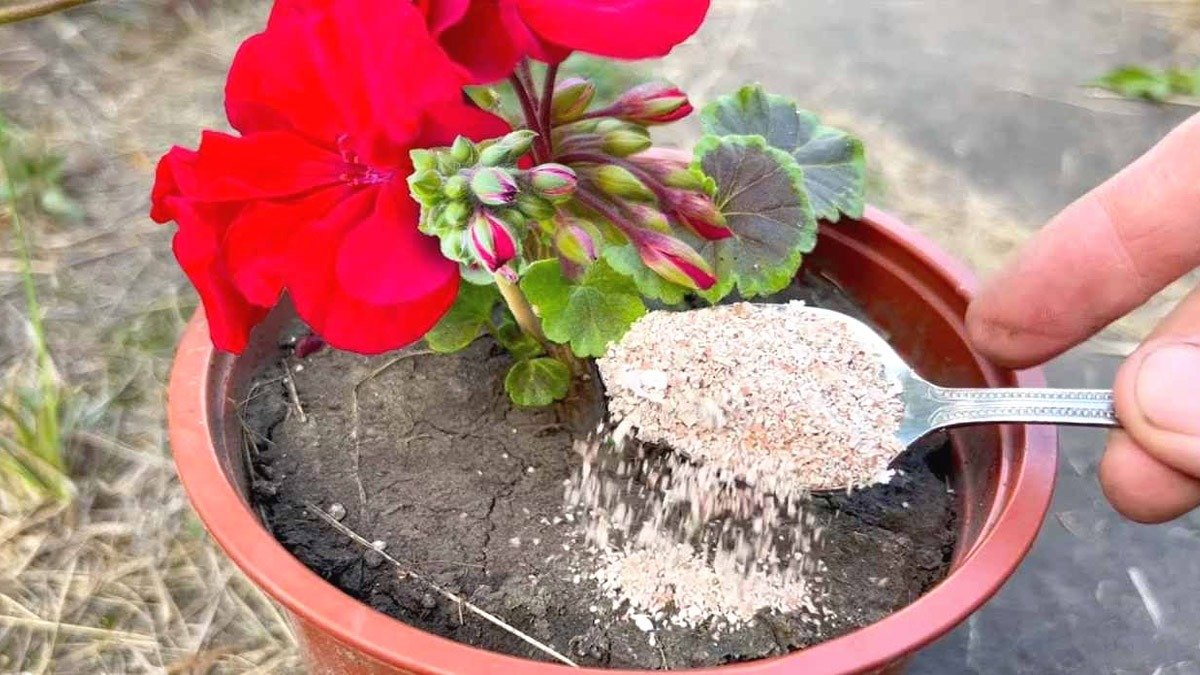 1 lžíce na litr – a muškát bude nekontrolovatelně kvést