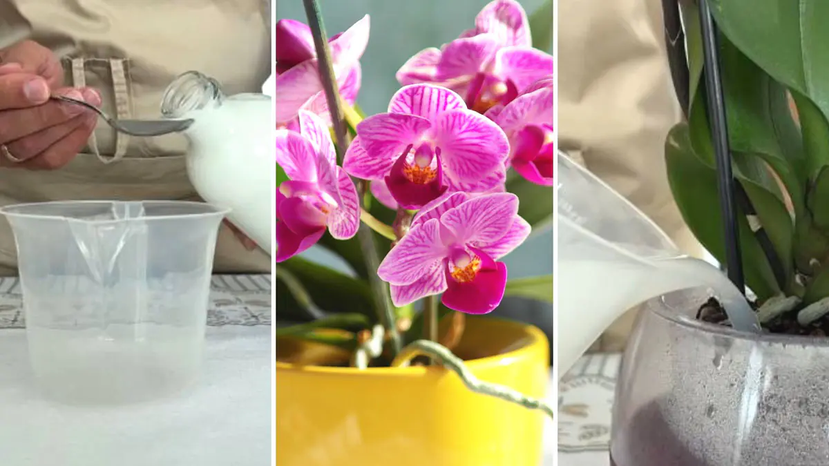 Stále vyhazujete tenhle kuchyňský odpad? Přidávejte ho jednou měsíčně a vaše orchideje se obalí květy