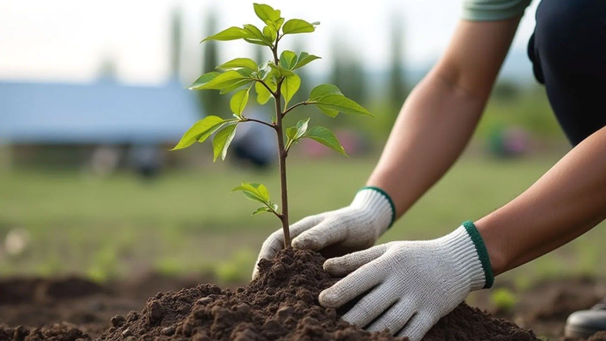 Proč naši předkové říkali, že i na malé zahradě má růst alespoň jeden strom?