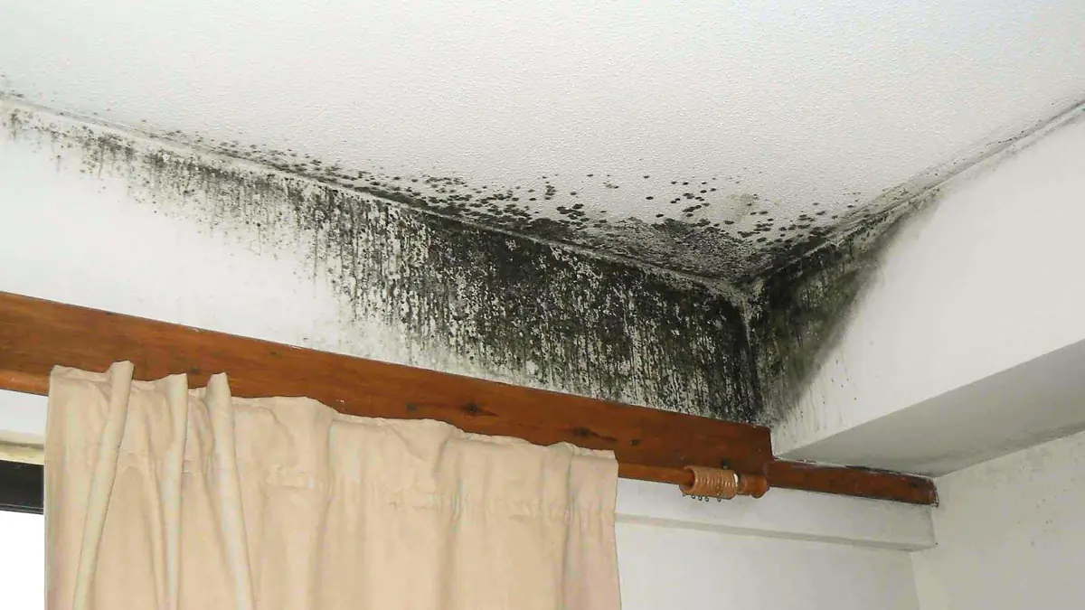 Plíseň na zdech: proč bělidlo problém neřeší a metoda, kterou doporučují profesionálové