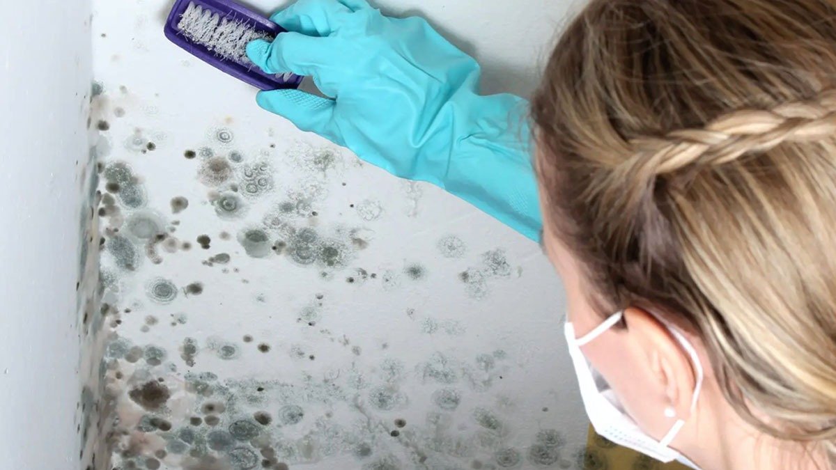 Plíseň na zdech: proč bělidlo problém neřeší a metoda, kterou doporučují profesionálové