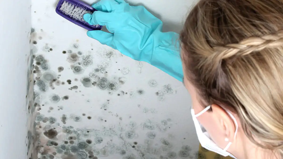 Plíseň na zdech: proč bělidlo problém neřeší a metoda, kterou doporučují profesionálové