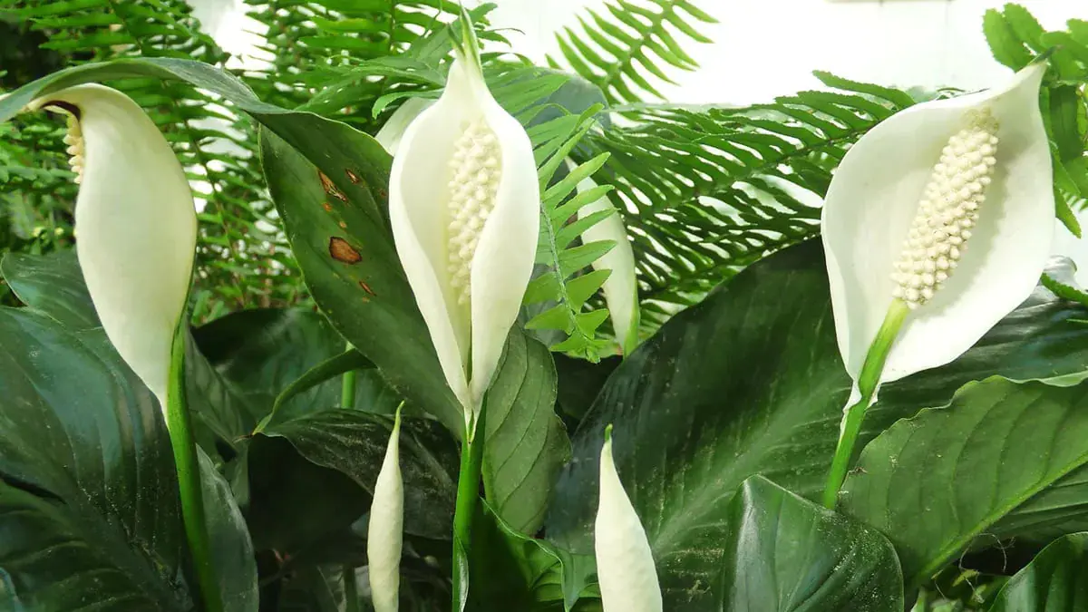 Pokojové rostliny, které přinesou štěstí do nájemního bytu