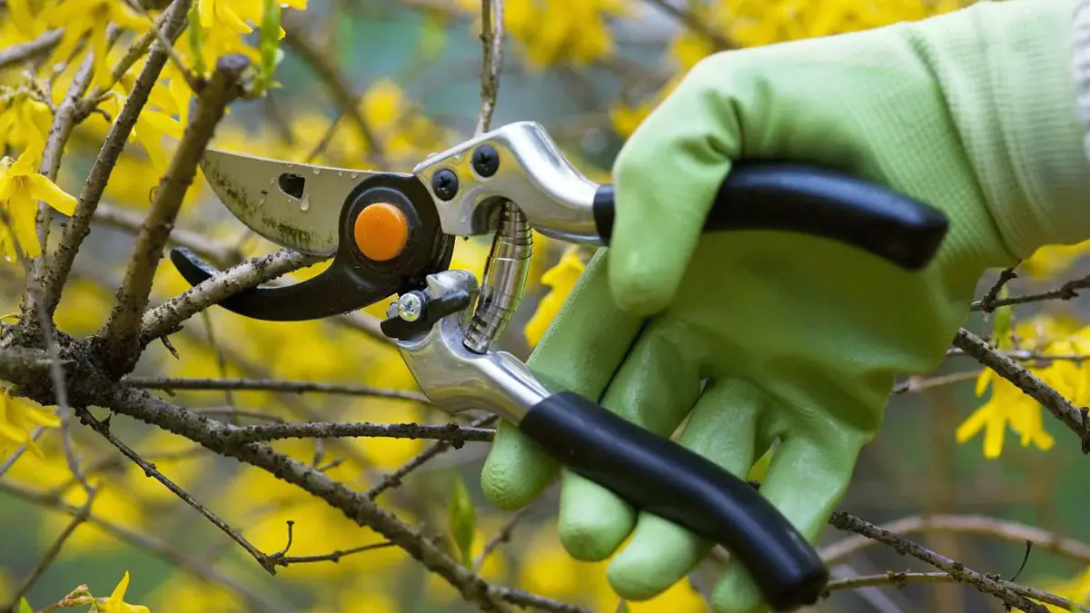 5 stromů, které je třeba prořezat hned teď - jinak nepřežijí zimu
