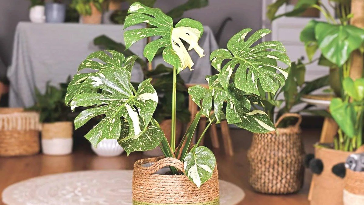 Mini džungle za pár korun: leden je ideální měsíc pro množení těchto pokojových rostlin