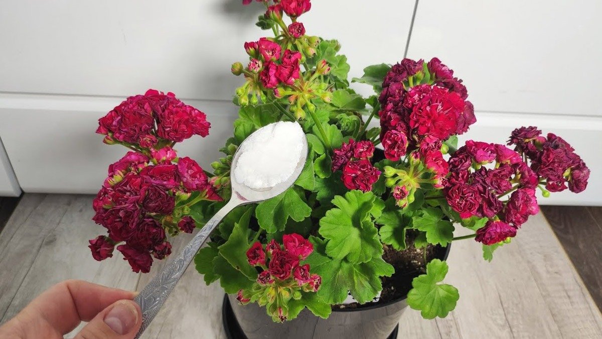 1 lžíce na litr – a muškát bude nekontrolovatelně kvést