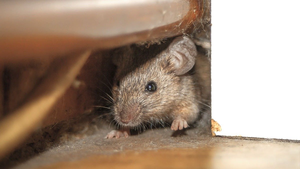 Recept na odpuzování myší octem smíchaným s „běžnými přísadami“, které myši nenávidí a bojí se přiblížit
