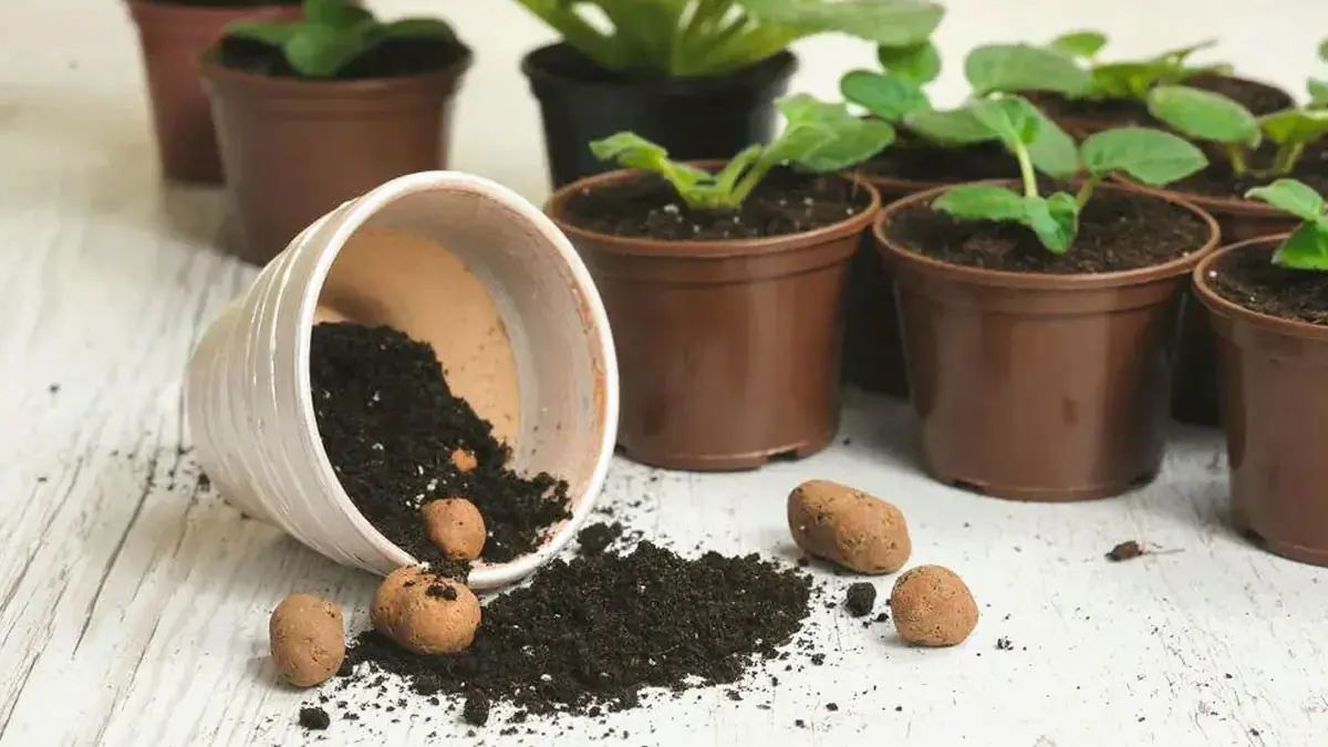 Proč doporučují dávat mince do květináčů 2 Proč doporučují dávat mince do květináčů