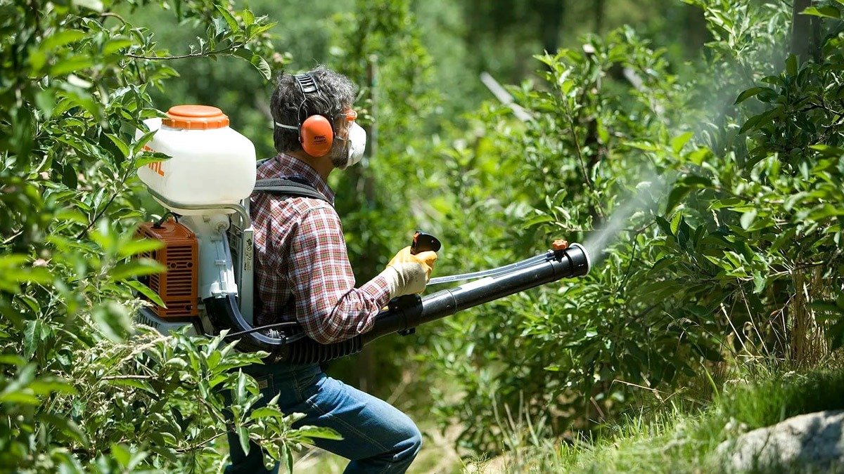 <h1>Častá chyba brání polovině ovocných stromů dobře přezimovat</h1> <p>Častá chyba v ovocnářství výrazně ovlivňuje produkci ovocných stromů. Nedostatečná péče, včetně nedostatku vody a výživy, často vede ke zmeškaným úrodám.</p> <p>Zásadní faktory, jako je řez, potlačování škůdců a chorob, a kvalita půdy, hrají důležitou roli pro zdraví stromů. Sezónní klimatické vlivy situaci dále komplikují.</p> <p>S větším povědomím a vzděláním však pěstitelé mohou své sklizně zlepšit a problémům předcházet.</p><h2>Časté chyby v pěstování ovoce</h2> <p>Častá chyba, které se zahrádkáři dopouštějí, má značný vliv na produkci ovocných stromů. Často je ovocným stromům věnována nedostatečná péče, což vede ke ztrátám na úrodě.</p> <p>Tento problém se týká jak hobby zahrádkářů, tak i komerčních pěstitelů v Česku. Je klíčové věnovat náležitou pozornost potřebám každého stromu, abychom zajistili jeho optimální plodnost.</p><h2>Nedostatek vody a výživy</h2> <p>Zásadním faktorem ovlivňujícím růst a výnos ovocných stromů je nedostatek vody a živin. Ovocné stromy mají specifické nároky na vodu, a to zejména v obdobích sucha, která v České republice v posledních letech nejsou výjimkou.</p> <p>Bez dostatečné hydratace mohou stromy stagnovat v růstu a plodit méně ovoce. Kromě toho je nezbytná i výživa; stromy potřebují různé živiny, aby zůstaly zdravé a produkovaly plody.</p> <p>Doporučuje se pravidelně kontrolovat půdu na obsah živin a v případě potřeby hnojit.</p><h2>Řez pro zdravý růst</h2> <p>Řez je další zásadní aspekt pěstování ovoce, který je často přehlížen. Správný řez nejen podporuje zdravý růst stromů, ale také napomáhá cirkulaci vzduchu a pronikání světla.</p> <p>To jsou klíčové prvky pro optimální kvetení a nasazování plodů. Zahrádkáři by měli mít na paměti, že každý typ ovocného stromu (jako jsou jabloně, hrušně, švestky nebo třešně pěstované v českých zahradách) má své vlastní požadavky na řez.</p> <p>Dobře načasovaný řez může výnos výrazně zvýšit.</p><h2>Jak zvládat škůdce a choroby</h2> <p>Snížení výnosů je často způsobeno škůdci a chorobami, které nejsou včas rozpoznány. Je nezbytné pravidelně kontrolovat stromy na známky škůdců nebo onemocnění, jako jsou mšice, obaleči nebo strupovitost.</p> <p>Včasné odhalení a okamžitý zásah mohou pomoci omezit škody a zajistit zdraví stromů. Použití šetrných metod ochrany, jako jsou lepové pásy nebo vhodné postřiky dostupné v českých obchodech, může prospět jak zdraví stromu, tak životnímu prostředí.</p><h2>Kvalita a struktura půdy</h2> <p>Kvalita a struktura půdy hrají zásadní roli pro zdraví ovocných stromů. Dobrá struktura půdy podporuje růst kořenů a příjem vody a živin.</p> <p>Je důležité věnovat pozornost složení půdy a v případě potřeby ji upravit, abychom vytvořili optimální prostředí pro růst stromů.</p> <p>Pravidelné testy půdy, které lze provést například prostřednictvím agroporadenství v ČR, mohou poskytnout cenný vhled do potřebných úprav, jako je vápnění nebo dodání organické hmoty.</p><h2>Vliv klimatických faktorů na úrodu</h2> <p>Sezónní klimatické faktory také ovlivňují kvalitu a množství sklizně. Nepředvídatelné povětrnostní podmínky, jako jsou pozdní jarní mrazíky, kroupy nebo vlny veder, mohou mít negativní dopad na cyklus kvetení a tvorbu plodů.</p> <p>Povědomí o místních povětrnostních podmínkách typických pro české podnebí může zahrádkářům pomoci vyvinout lepší strategie pro ochranu svých stromů a přípravu na tyto vlivy, například použitím netkané textilie.</p><h2>Nutnost včasných zásahů</h2> <p>Včasný zásah je klíčový k předcházení mnoha problémům, které ovocné stromy mohou postihnout. Tím, že pěstitelé budou v péči o stromy proaktivní, mohou optimalizovat svůj výnos a předejít ztrátám.</p> <p>Zavedení pravidelné údržbové a kontrolní rutiny může pomoci včas odhalit počáteční příznaky problémů, což vede k lepší péči o stromy po celý rok.</p><h2>Vzdělání zlepšuje výsledky v ovocnářství</h2> <p>Vzdělávání v oblasti pěstování ovoce je pro zlepšení výsledků zásadní. Sdílení znalostí a zkušeností mezi pěstiteli může vést k lepším technikám a efektivnějším radám.</p> <p>Workshopy a kurzy pořádané například Českým zahrádkářským svazem nebo místními zemědělskými školami mohou být cennou investicí pro jak pro zkušené, tak pro nové pěstitele a mohou pomoci podpořit úspěšnější a udržitelnější ovocnářství v českých podmínkách.</p>