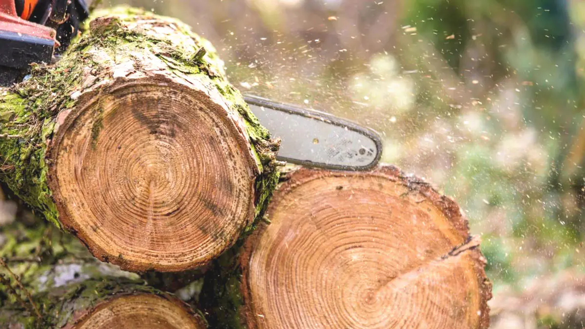 Hřeje jako buk, stojí méně a schnout rychleji. Češi ve velkém nahrazují dřevo do kamen