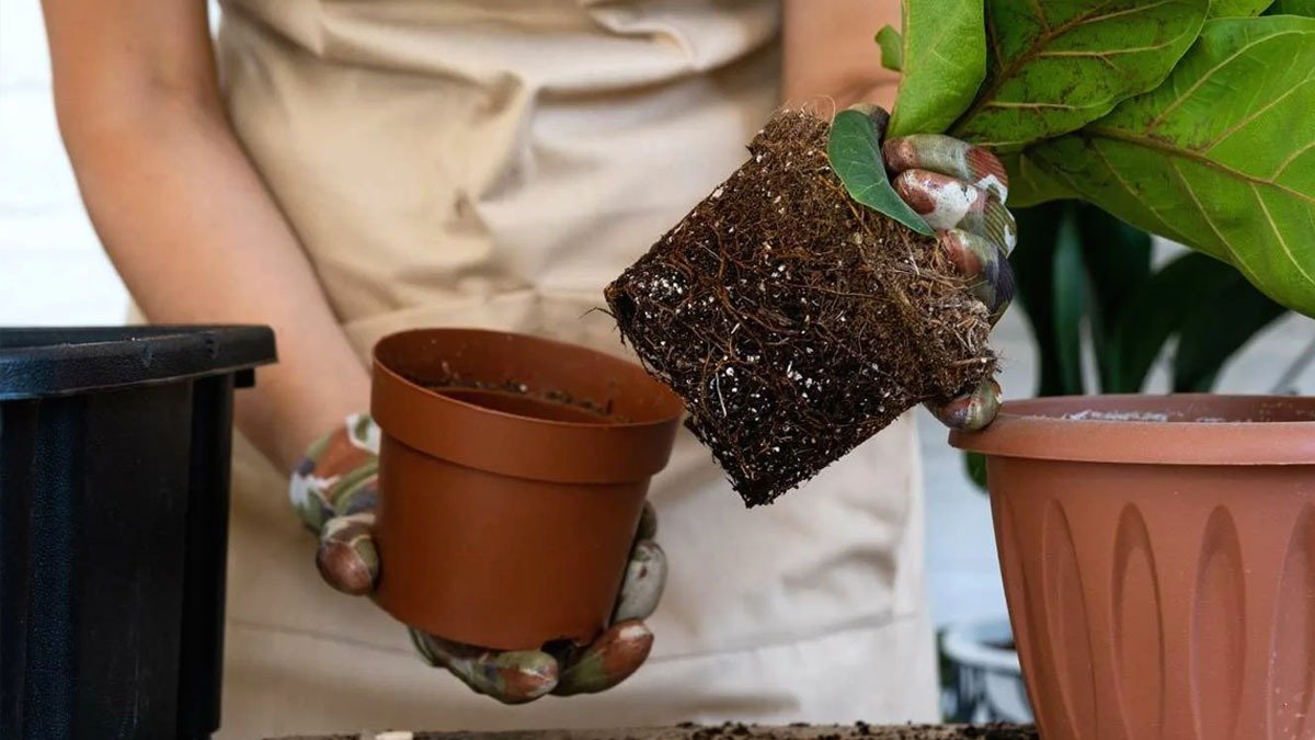 Jak zlepšit odvodnění půdy pro rostliny: spolehlivý trik zahrádkáře