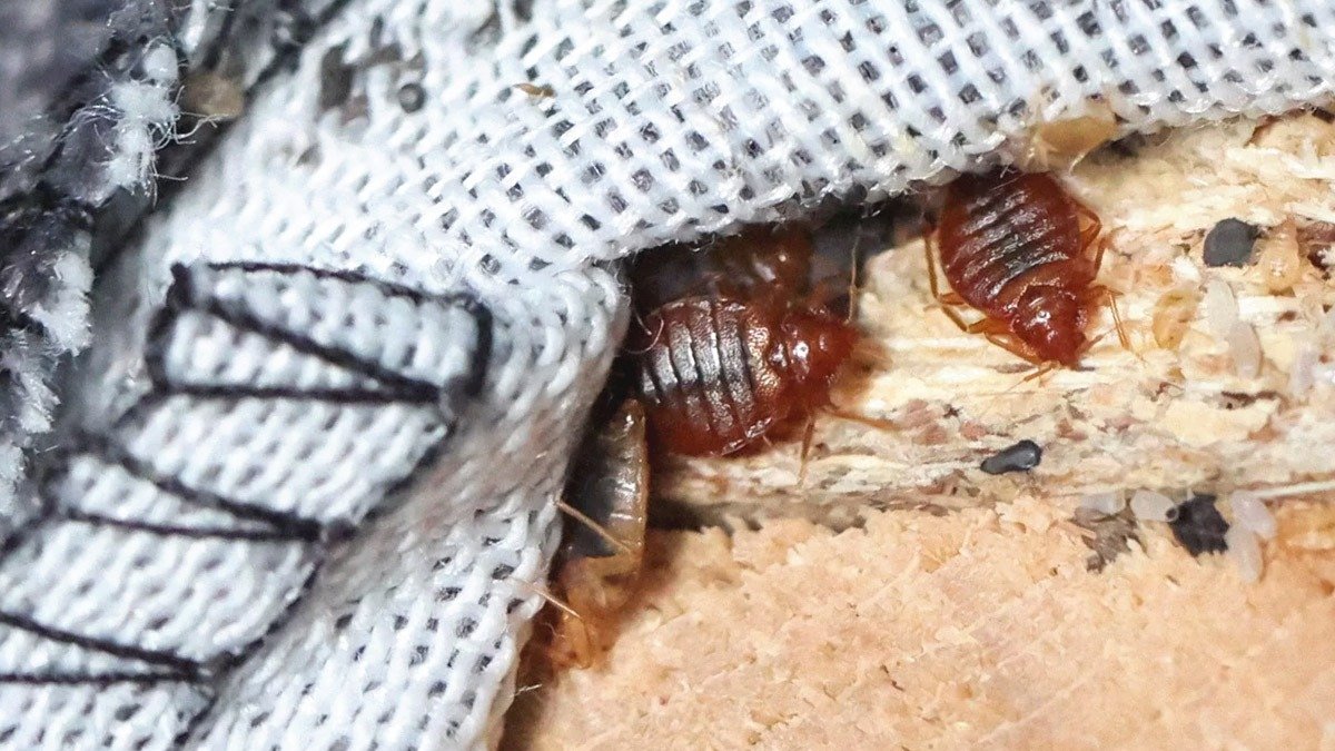 Máte to v pokoji? Je to skutečný magnet na štěnice